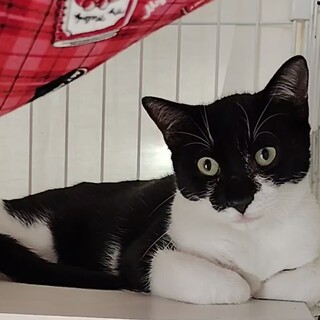 行き場のない8ヶ月の仔猫の里親さま募集中！