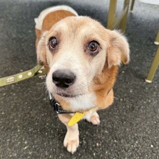 2月15日(日)トヨペット熱田店様お見合い会参加犬