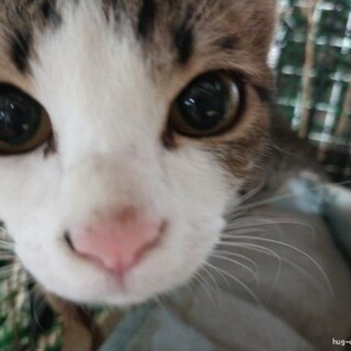 穏やかな白サバ仔猫美猫5カ月女の子