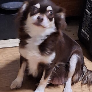 チワワのサリーちゃん2才の女の子