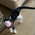 人懐っこい美猫さんです。