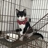 人懐っこい美猫さんです。 サムネイル2