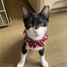 人懐っこい美猫さんです。 サムネイル3