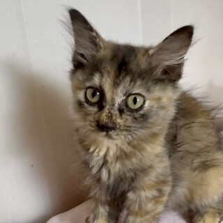 長毛サビ猫人懐こくて賢くて甘え子のニナ姫