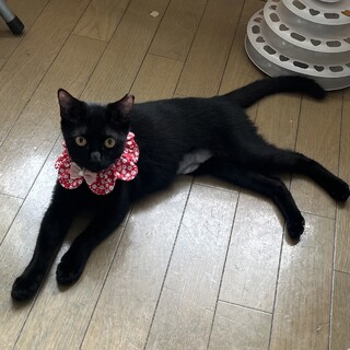 綺麗な黒猫さんです。