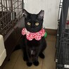 綺麗な黒猫さんです。 サムネイル2