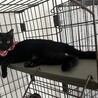 綺麗な黒猫さんです。 サムネイル3