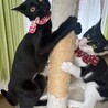 綺麗な黒猫さんです。 サムネイル4