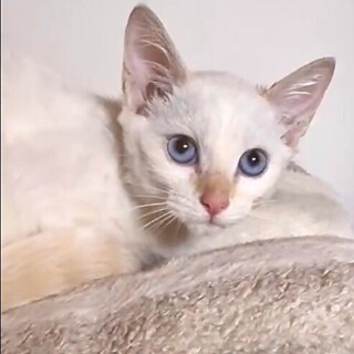 珍ブルーアイ人懐こくて甘え上手な美少女葵姫