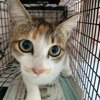 地域の迷惑猫から家猫になりたい