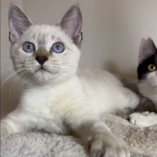 ブルーアイシャムMIX陽気な甘えん坊光君