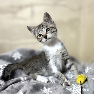 推定2025年9月生れ ♀ ミレーちゃん♡