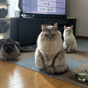 三匹はとても仲良し♡
