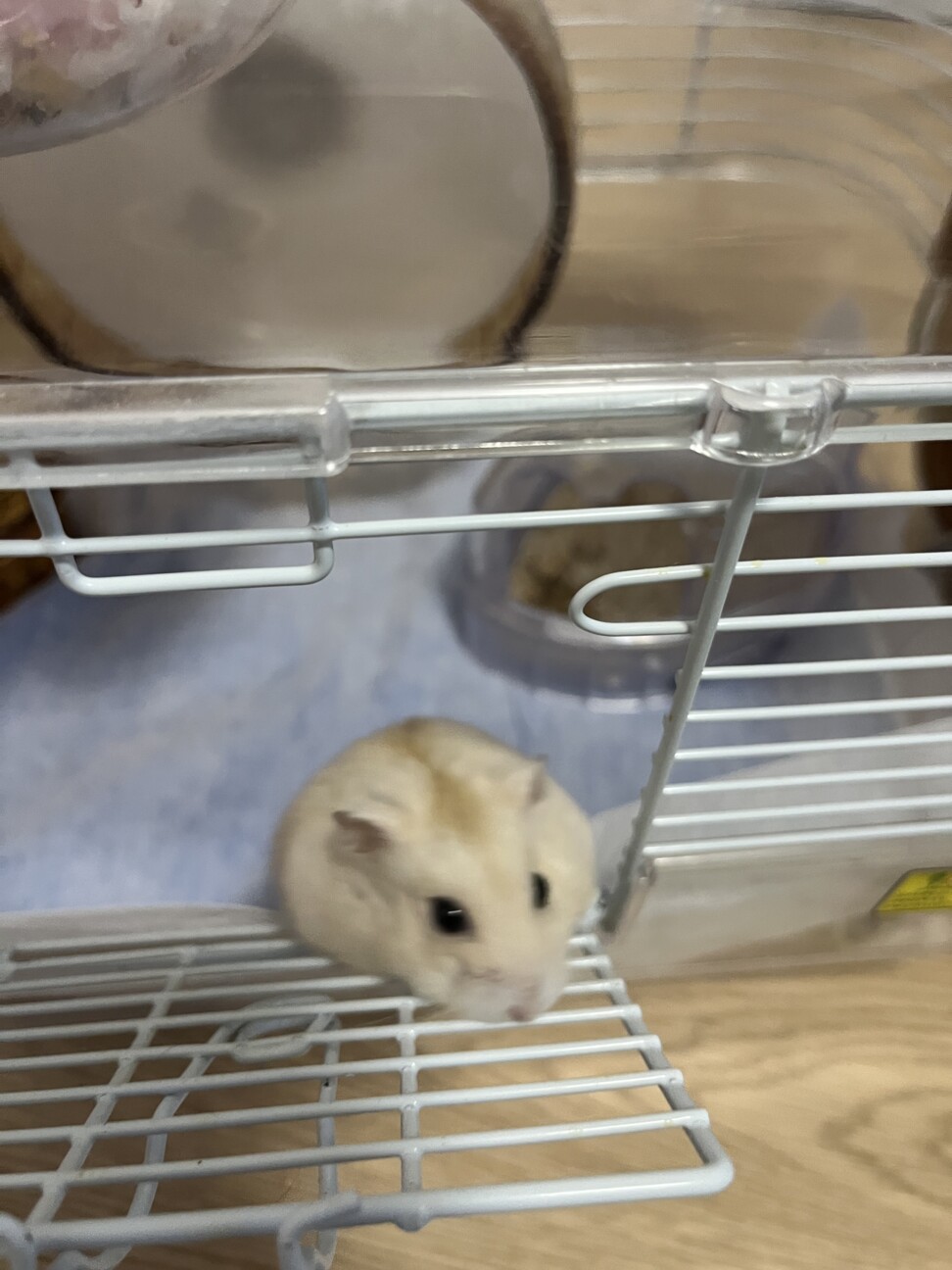 里親さん募集 サムネイル2