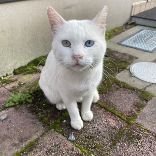 3歳6ヶ月のオス猫