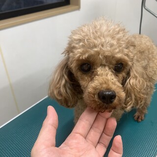 エメル君！プードルの男の子！