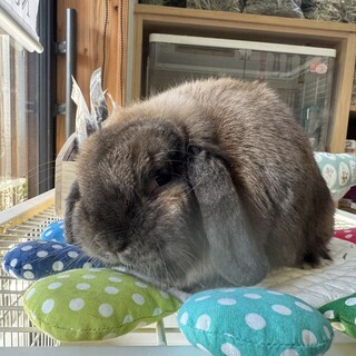 2歳の純血種ホーランドロップの女の子