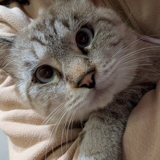 【アクア】シャムMIX♂フワフワでつぶらな瞳