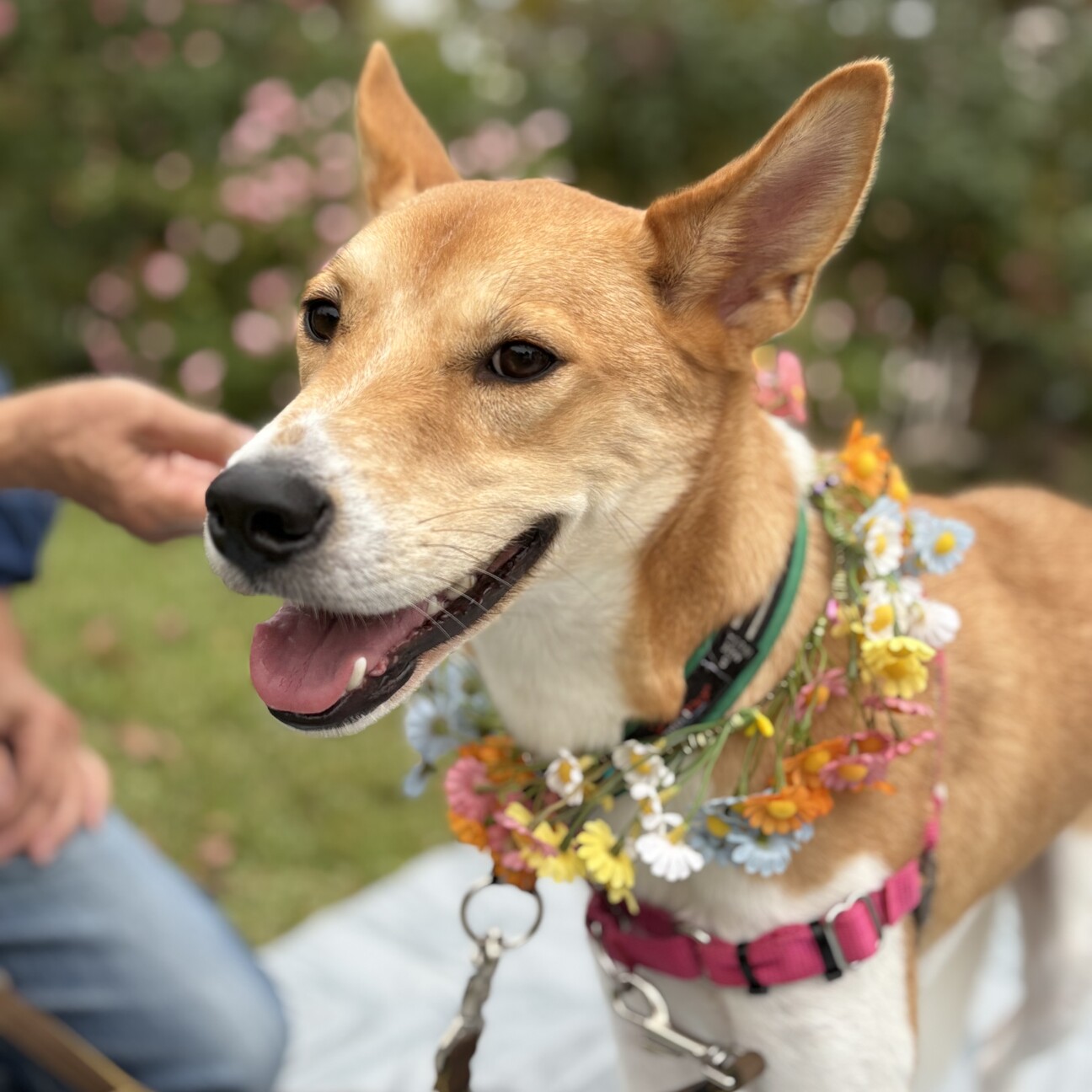 白×茶の綺麗な毛色♡大き」岡山県 - 犬の里親募集(528233) 1枚目の