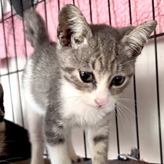 グレー＋白とにかく可愛い甘えん坊の柏木君