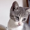 グレー＋白とにかく可愛い甘えん坊の柏木君 サムネイル2
