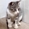 グレー＋白とにかく可愛い甘えん坊の柏木君 サムネイル5