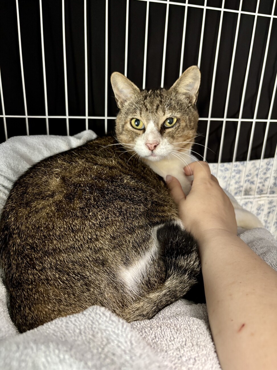 ねこ◎様♥️オーダーページ♥️2便になります ねこ◎様♥️オーダーページ♥️2便になります MC25SS05