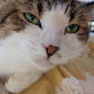 【人馴れ抜群】思わず触りたくなるもちもち猫