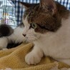 【人馴れ抜群】思わず触りたくなるもちもち猫 サムネイル3