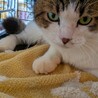 【人馴れ抜群】思わず触りたくなるもちもち猫 サムネイル4