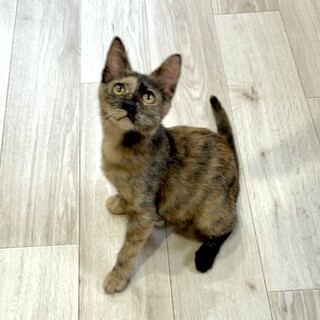 小粒で激甘えんぼ☆カヌレちゃん