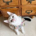 ほぼ白猫くん
