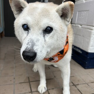 15年も暮らしてきた飼い主と…