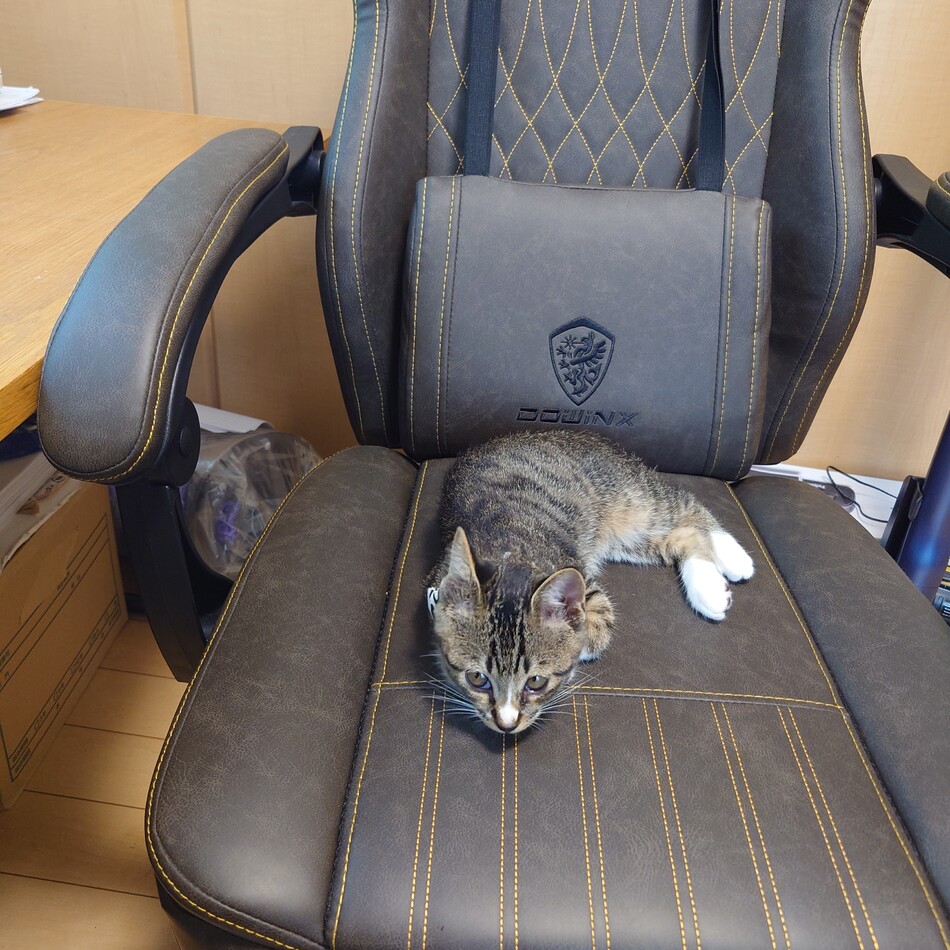 エルのカバー写真