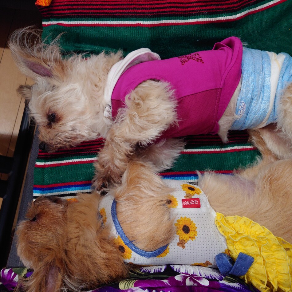 ききのカバー写真