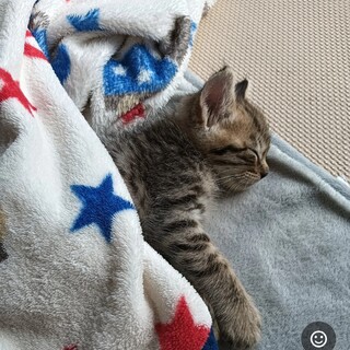 里親募集です。