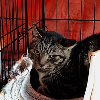 マーブルちゃん