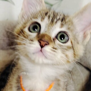 くつろぐ時はお膝か人の側で❤️一葉