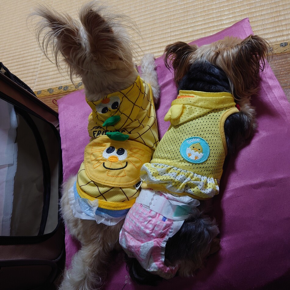 みぃのカバー写真