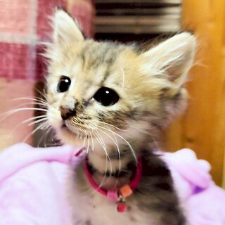 お膝や人のそばにいるのが大好き❤️納言