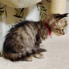 お膝や人のそばにいるのが大好き❤️納言 サムネイル4