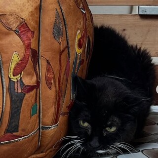 しっぽ短いちゃん