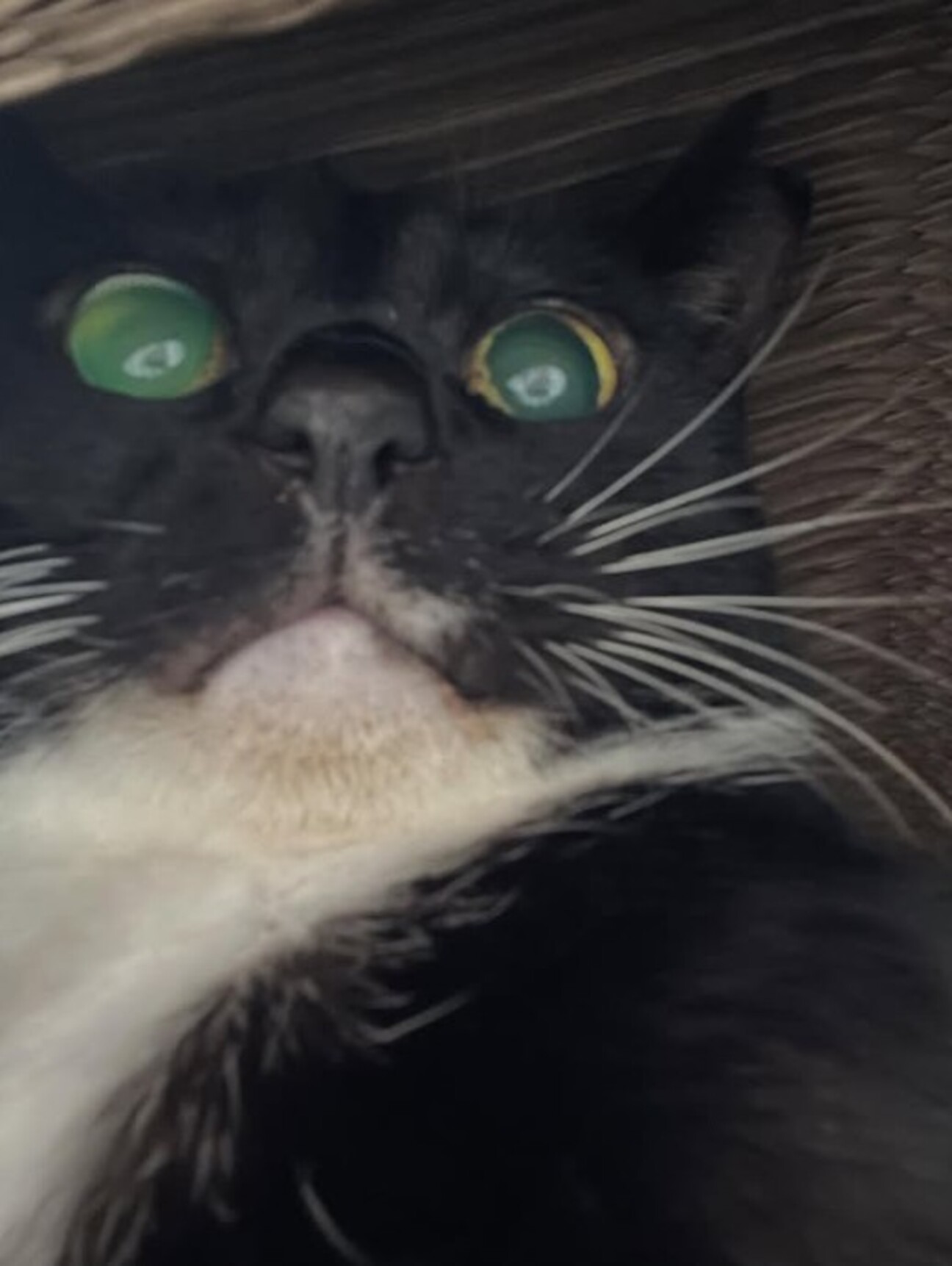 名前がまだないちゃん」東京都 - 猫の里親募集(528924) :: ペットの