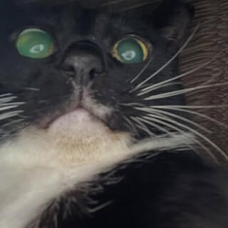 名前がまだないちゃん