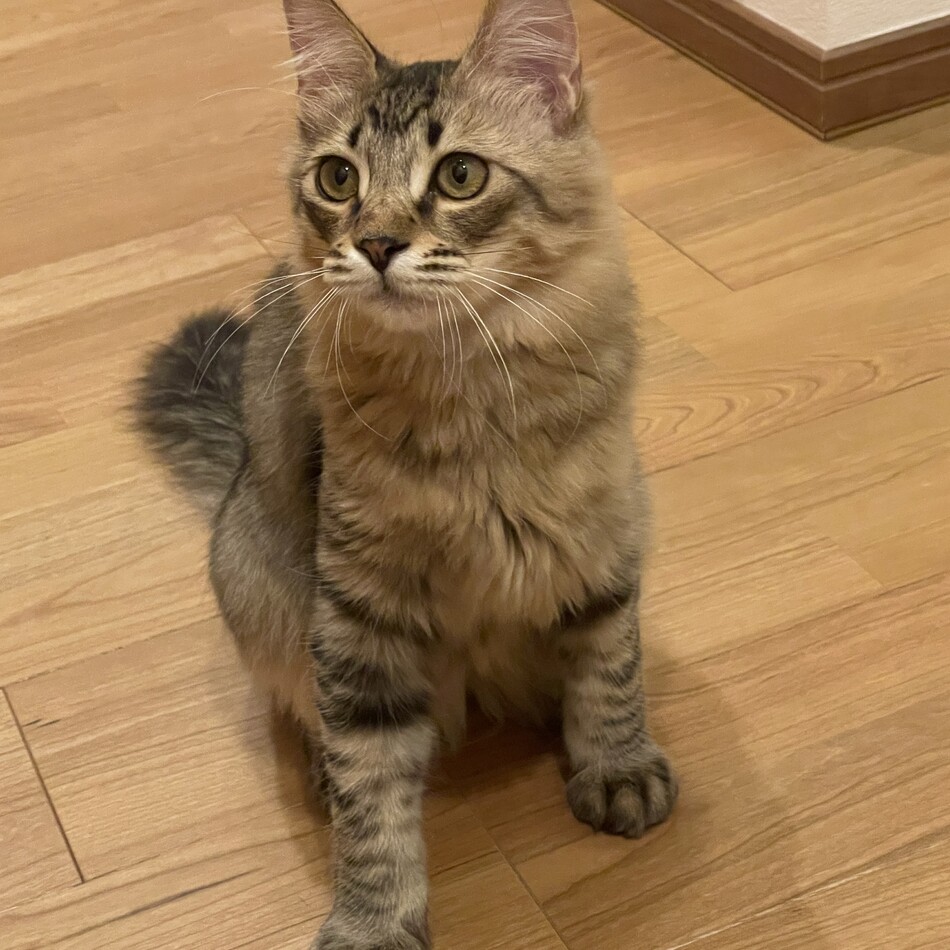 Bob（ボブ）のカバー写真