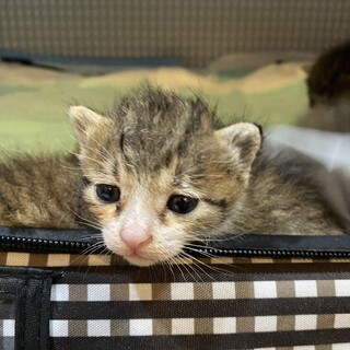 個人宅にて産まれた５兄妹のモナカちゃん