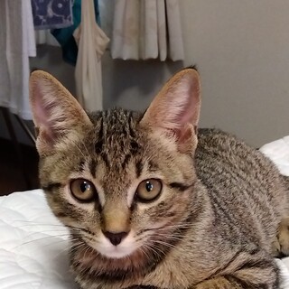 小顔のふわふわ子猫くん