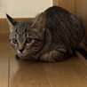 小顔のふわふわ子猫くん サムネイル5