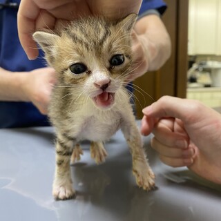 個人宅にて産まれた５兄妹のチロルくん