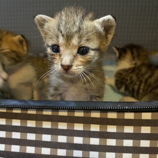 個人宅にて産まれた５兄妹のガーナちゃん